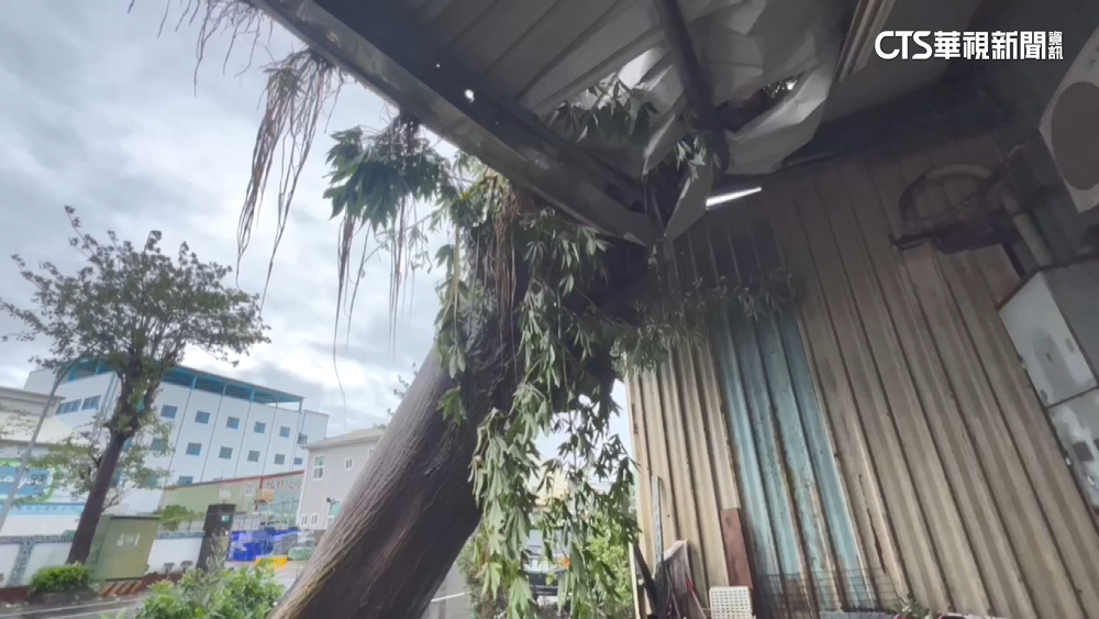 杜蘇芮風勢大！　吹倒台南太乙工業區兩株路樹