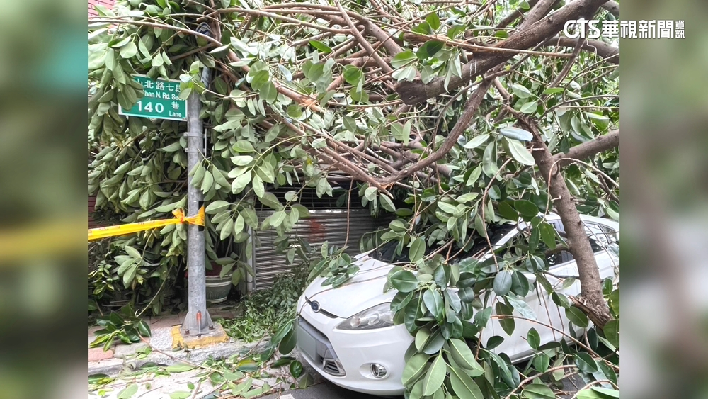 天降橫禍！　強風襲擊路樹塌　路旁轎車慘遭砸