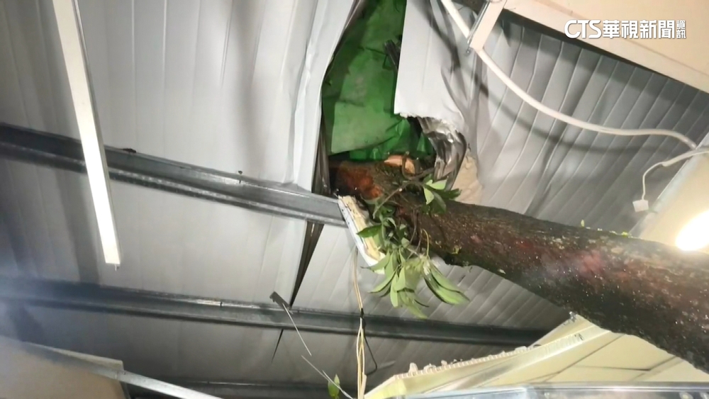 驚！基隆強風吹倒大樹　撞破屋頂直插民宅