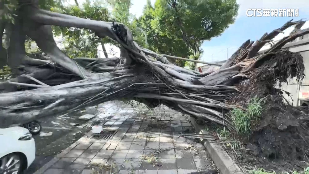 強風豪雨釀災！高雄路樹倒塌　3騎士行經遭壓傷