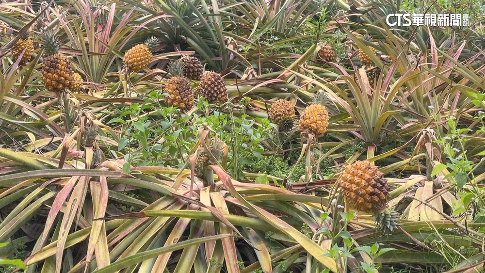 颱風毀心血 花蓮鳳梨泡水敗根 損失預計三成