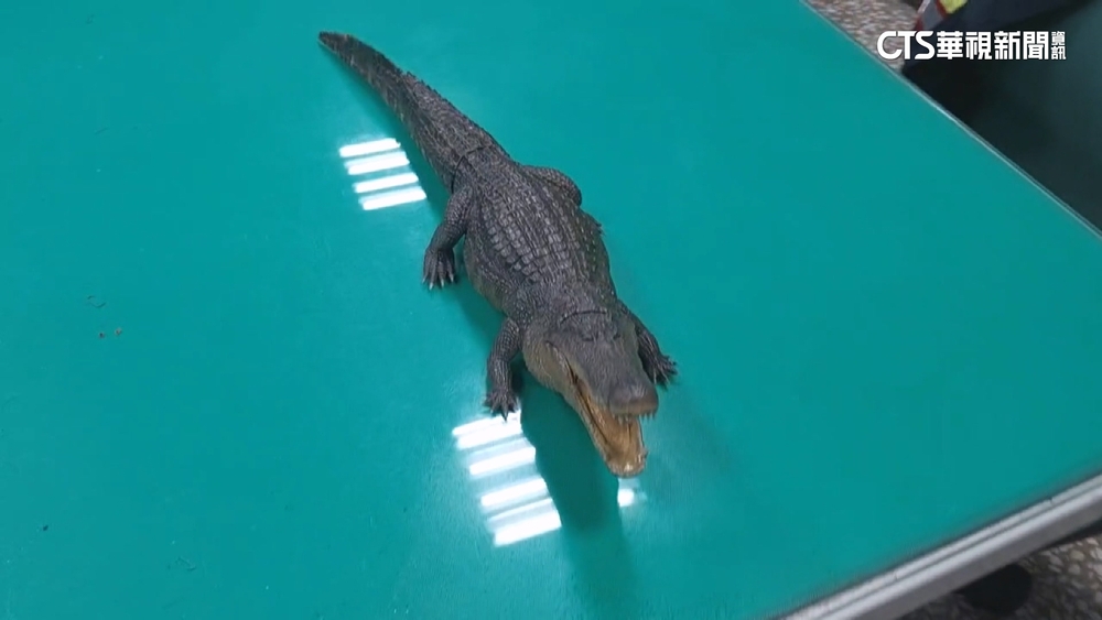 凹子底有鱷魚出沒？　網友惡作劇　高市府將追究