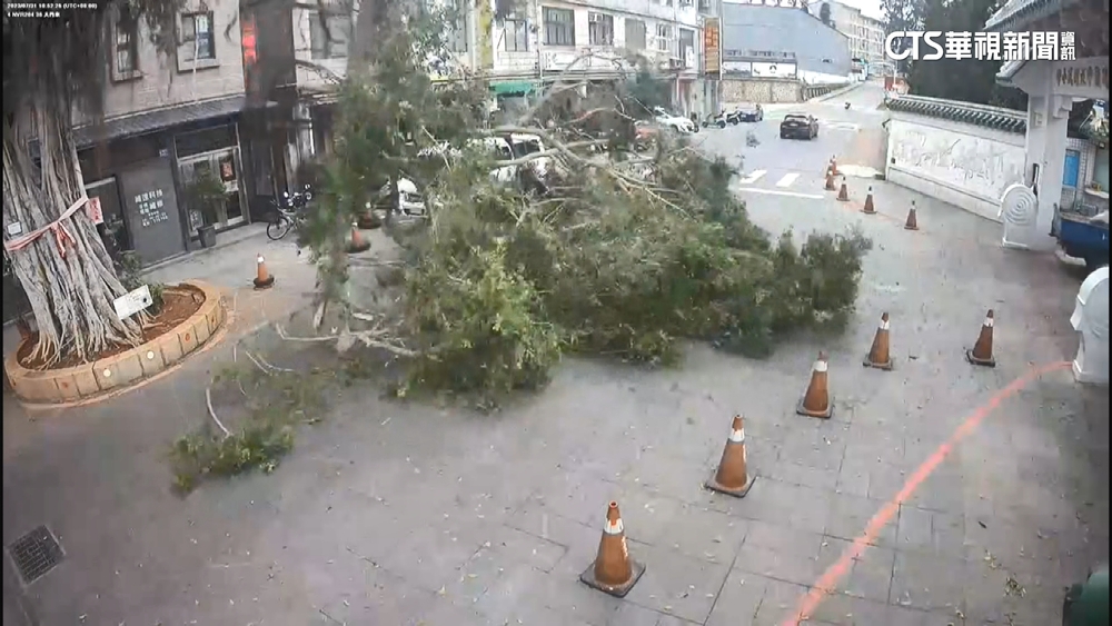 金門中正國小校前百年老樹倒　險砸路過轎車