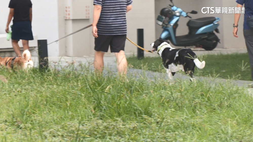 高雄美術館溜直排輪被狗追　國小童驚嚇跌倒