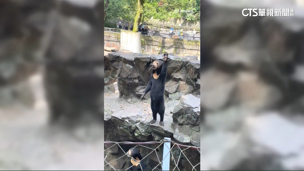 工讀生假扮馬來熊？　熊人模人樣兩腳站