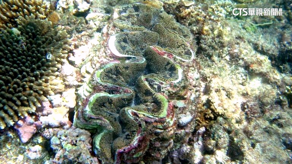 不敵杜蘇芮巨浪猛襲　墾丁明星硨磲貝死亡