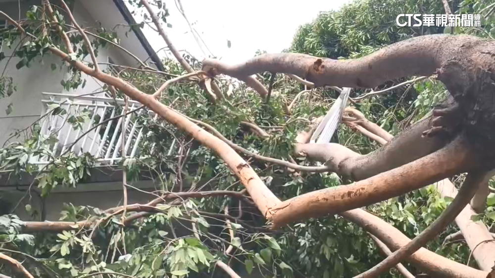 台東清晨飆36度熱到像烤爐　8級焚風吹倒路樹