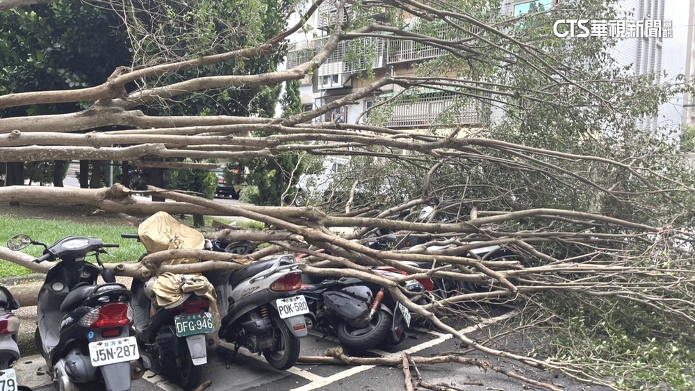 雙北颳強風　士林老樹被吹斷.三芝路樹砸毀車