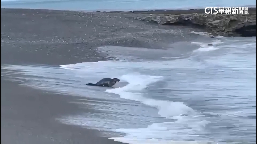 連日大浪迷航？　屏旭海沙灘拍到海豹蹤跡