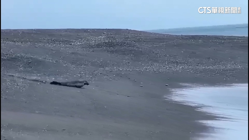 屏東海灘有海豹！　民眾驚喜「本以為是大狗」