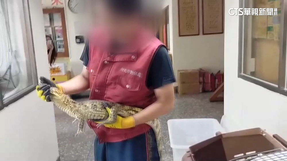 防火巷驚「鱷」！　大雨後脫逃　飼主恐罰1.5萬