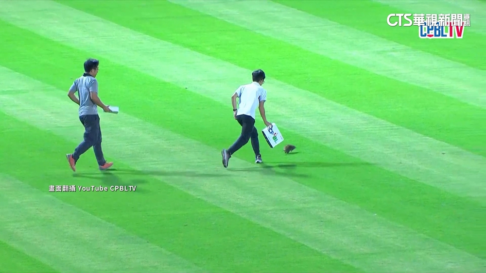 獅象大戰「米奇」來攪局　展快腿進行抓鼠大戰