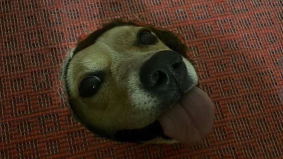 浴室傳怪聲！驚見地板冒出「狗頭」　她嚇傻：這不是我的狗！