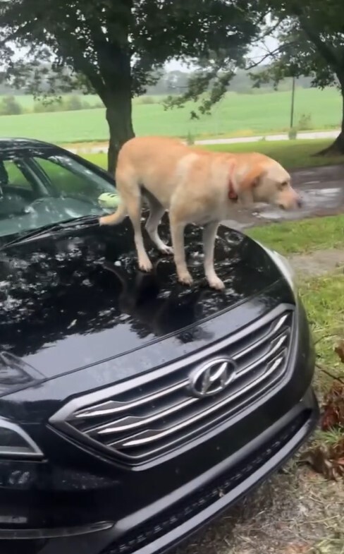 狗狗順利回到飼主身邊。（圖/翻攝自TikTok @kyndal_bret）