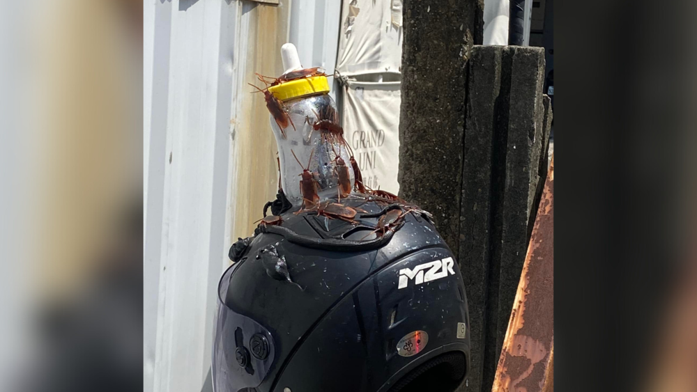 「+9受詛咒的安全帽」？　網PO超「蟑」安全帽 網笑：到底被偷過幾次