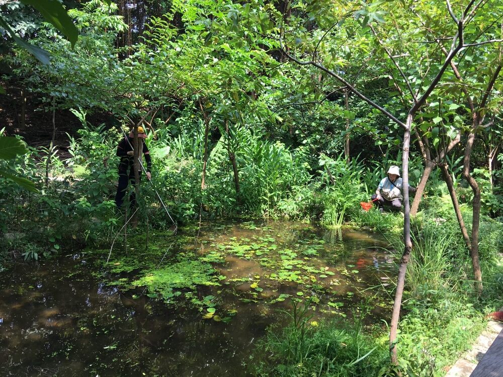 榮星花園生態池遭汙染！志工緊急救援撈「吐司」　園方呼籲民眾共同維護環境