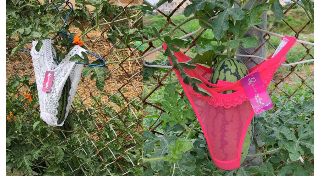 「超性感西瓜」引熱議　西瓜主人解釋「只用蕾絲內褲」原因