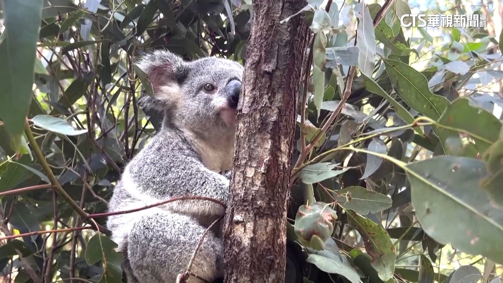 FIFA女子世界盃明日「澳對法」　國寶無尾熊預測澳勝