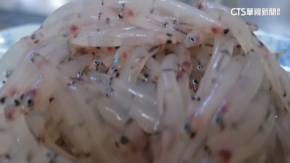 枋山3寶「鯰米仔」每斤最高500元　漁民搶撈金