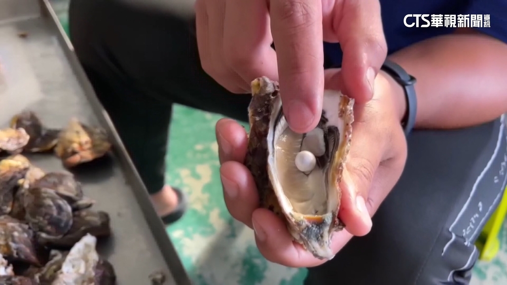 颱風後驚見牡蠣珍珠　業者稱「災後之珠」將義賣