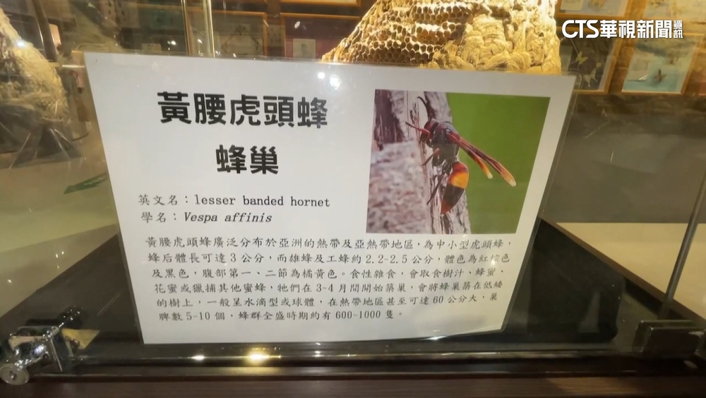 秋風起虎頭蜂攻擊性強　男騎士遭螯休