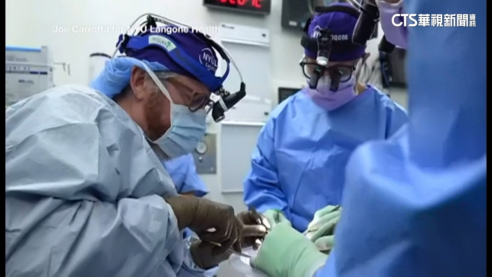 大突破！　豬腎移植腦死患者體內　已運作32天