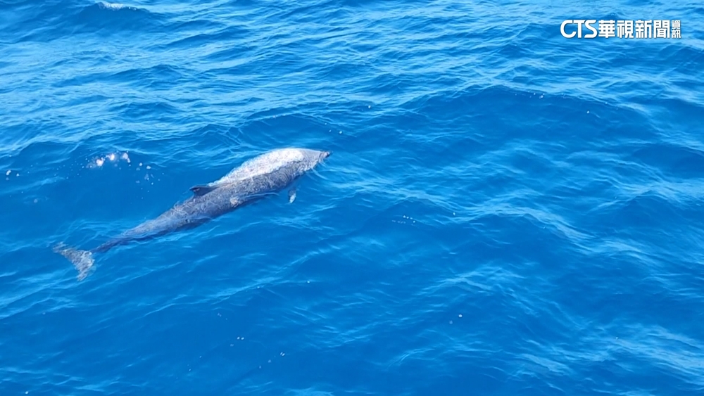賞鯨季進入尾聲　台東外海現大量鯨豚