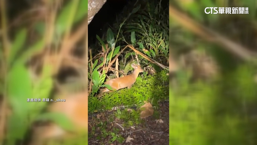文旦園將收成遇山豬出沒　獵人夜巡驅趕遭衝撞
