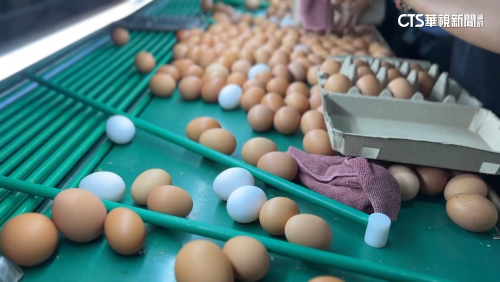 開學恐掀缺蛋潮　陳吉仲：穩定供應.產量將提高