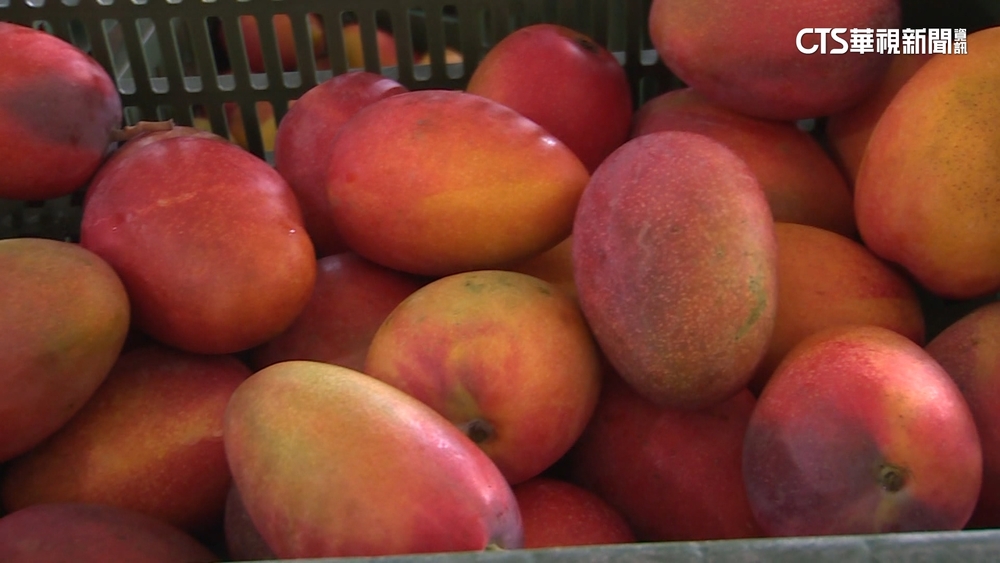 中國禁輸台灣芒果　聲稱查獲「大洋臀紋粉蚧」