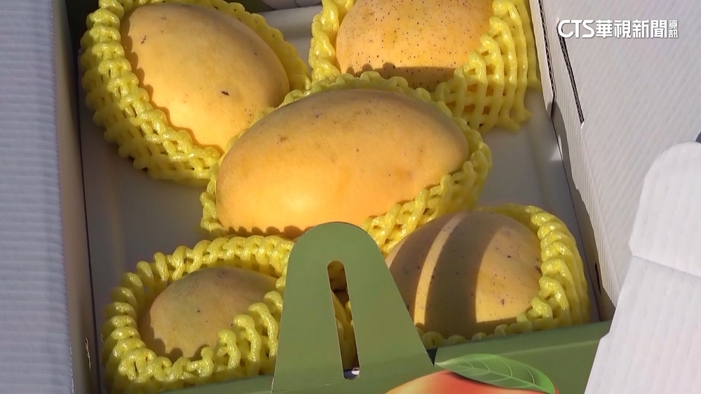 中禁台芒果輸入　陳吉仲：日韓為外銷主要市場