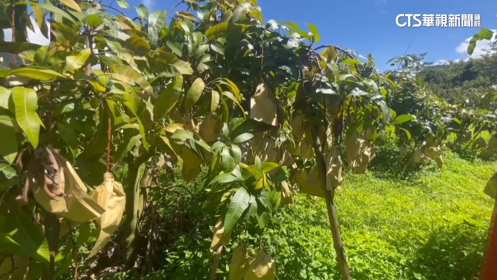 高雄金煌芒果滯銷　每斤6元　收購價20年來新低