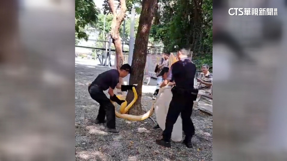 嚇！西門町蛇出沒　電影公園驚見3米長「黃金巨蟒」