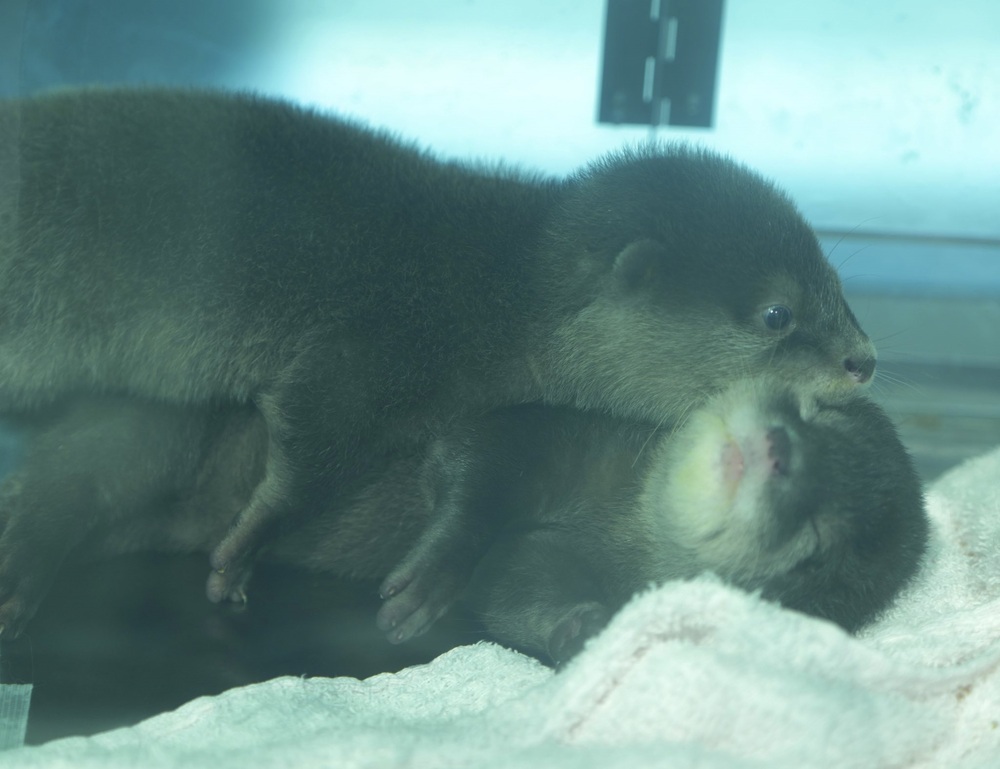 圖片翻攝自 @uso_otter twitter