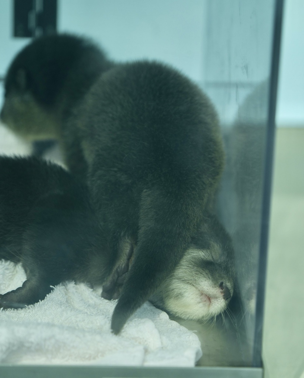 圖片翻攝自 @uso_otter twitter