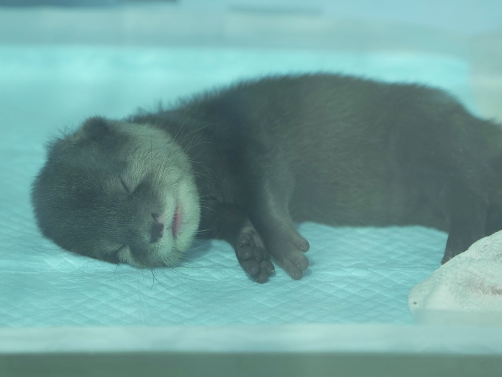 水獺寶寶累翻睡死　「天使睡顏」融化一片網：太可愛