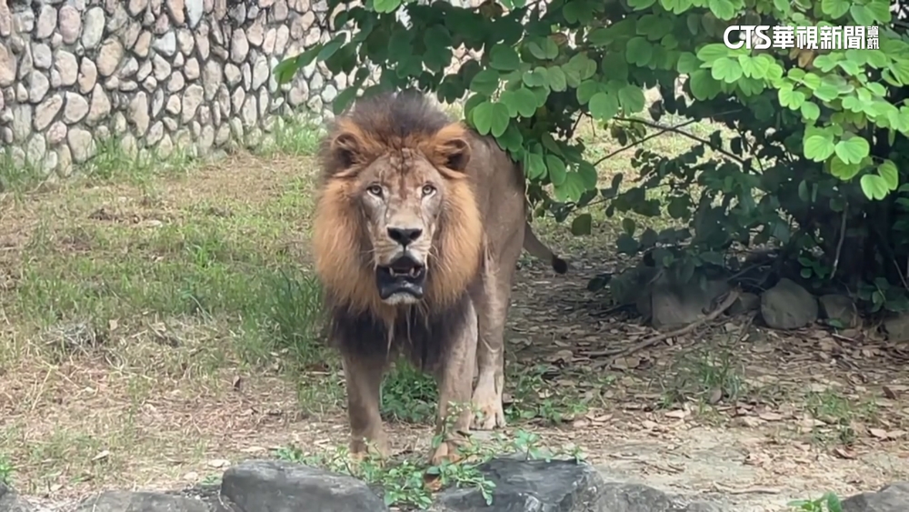 準時下班？　高雄壽山動物園獅子16：50齊吼