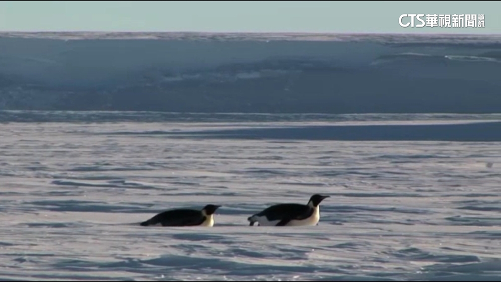 南極洲海冰快速融化　7000帝王企鵝幼雛恐喪命