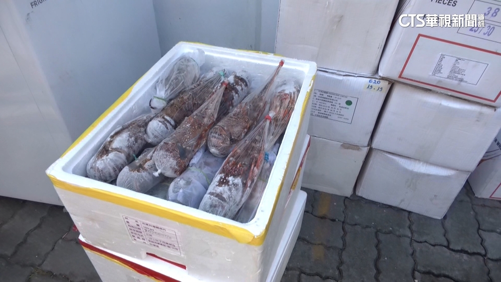 捐血送龍蝦！　捐500c.c領2隻　民眾一早踴躍響應