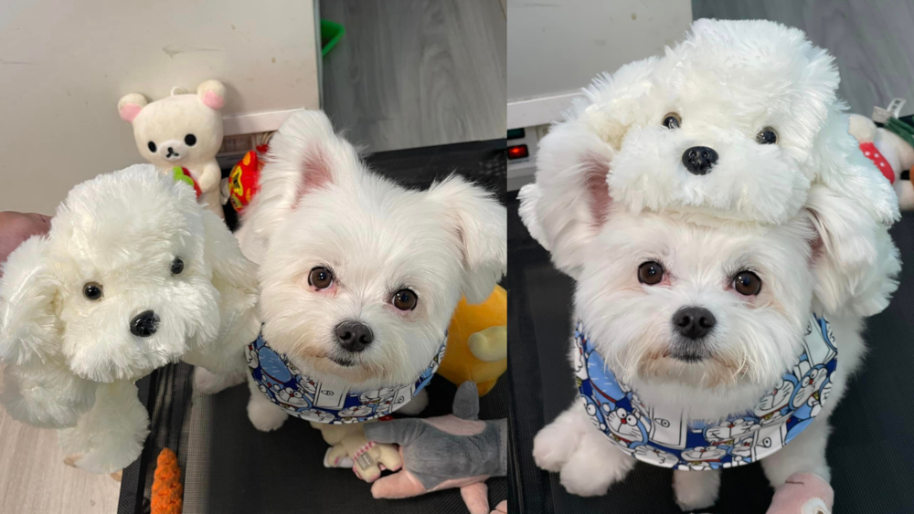 帶金收到粉絲送的玩偶 / 圖翻攝自 家有陳帶金 臉書