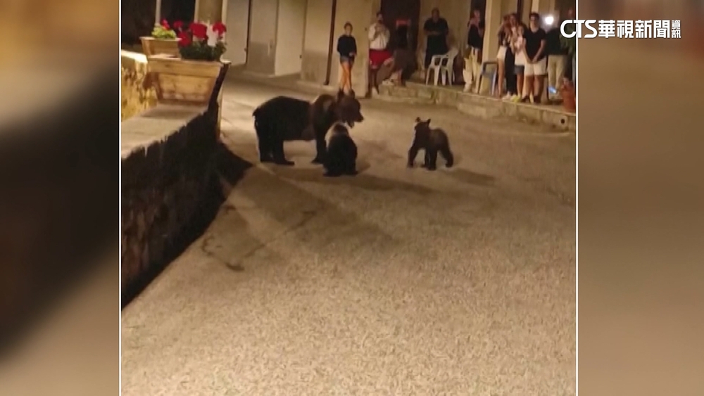 義大利山城村民驚喜　黑熊母子逛大街成話題