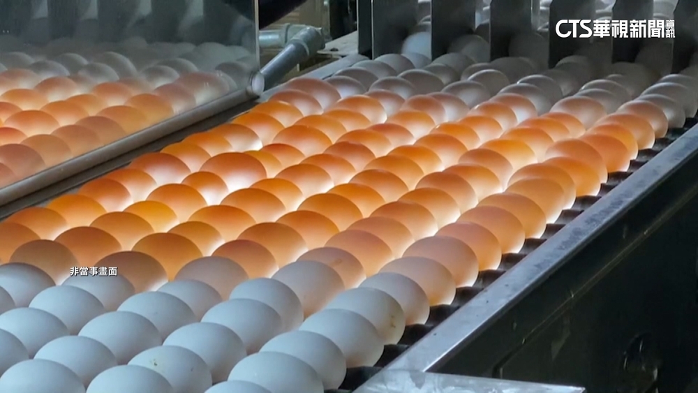 傳1人公司獲上億補助　進口蛋商妹：當農委會傻子？