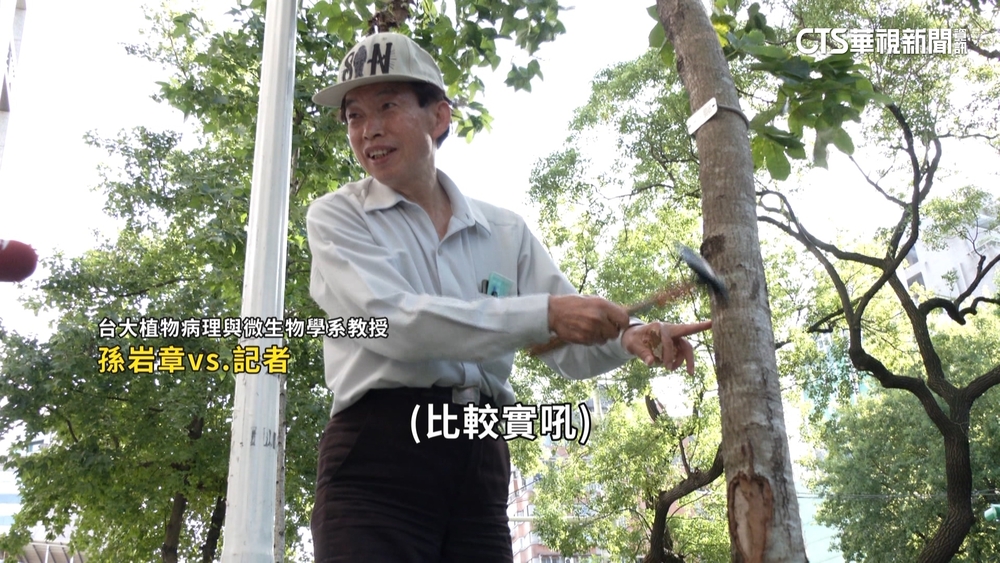 去年11月才健檢！　路樹評估「低風險」竟倒塌壓死騎士