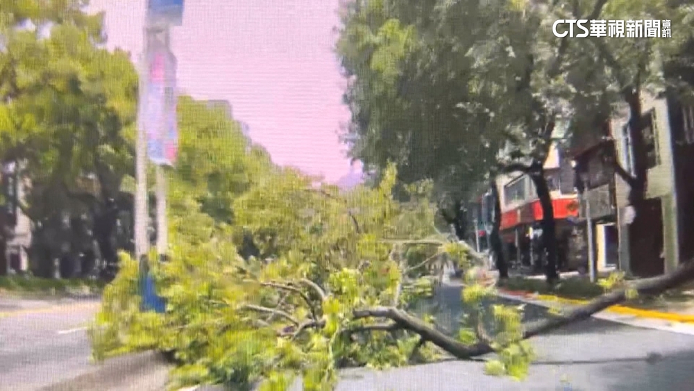 慘遭斷樹砸死！　騎士赴中元普渡馬路斷魂