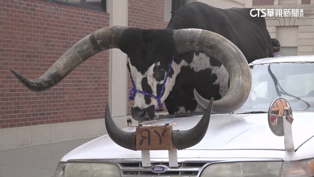 飼主開車載「巨牛」兜風？　民眾驚慌報案！