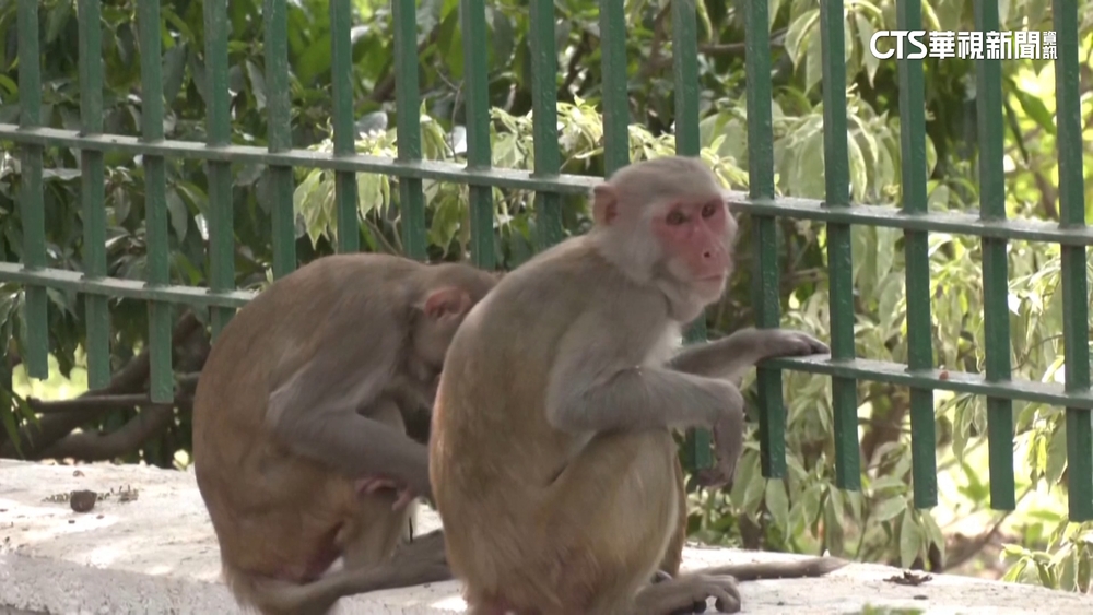 G20峰會下週將登場　新德里出招防猴群亂竄