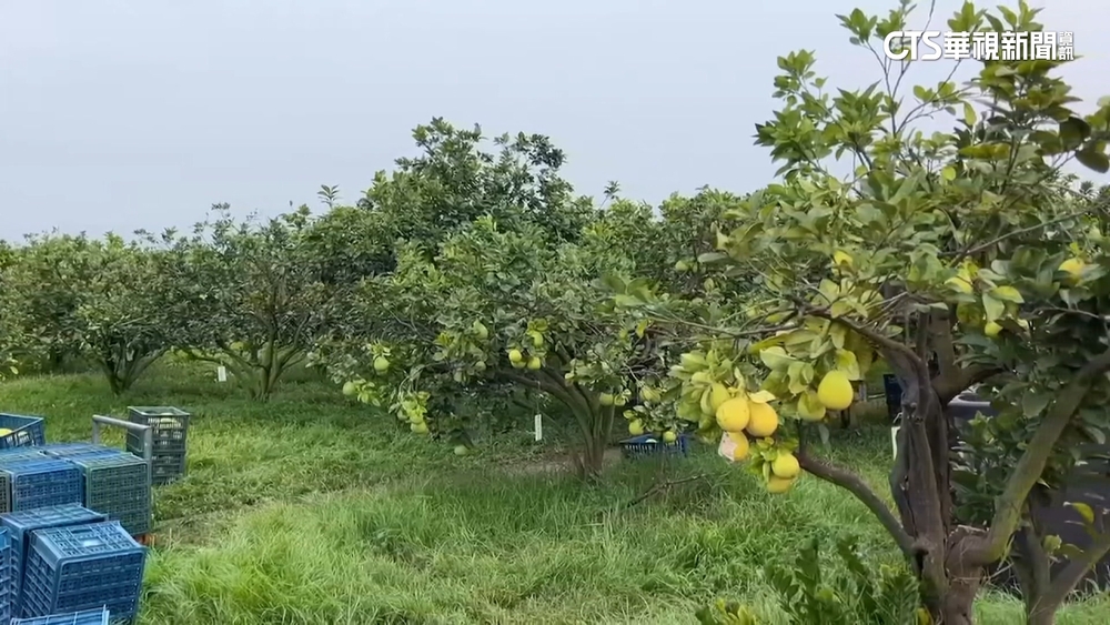 和颱風海葵賽跑！　斗六文旦農「加一倍人力」搶收