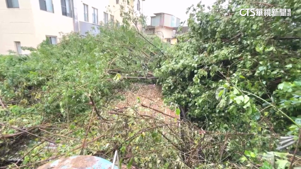 樹倒壓垮高雄民宅二樓　住戶風雨聲驚醒