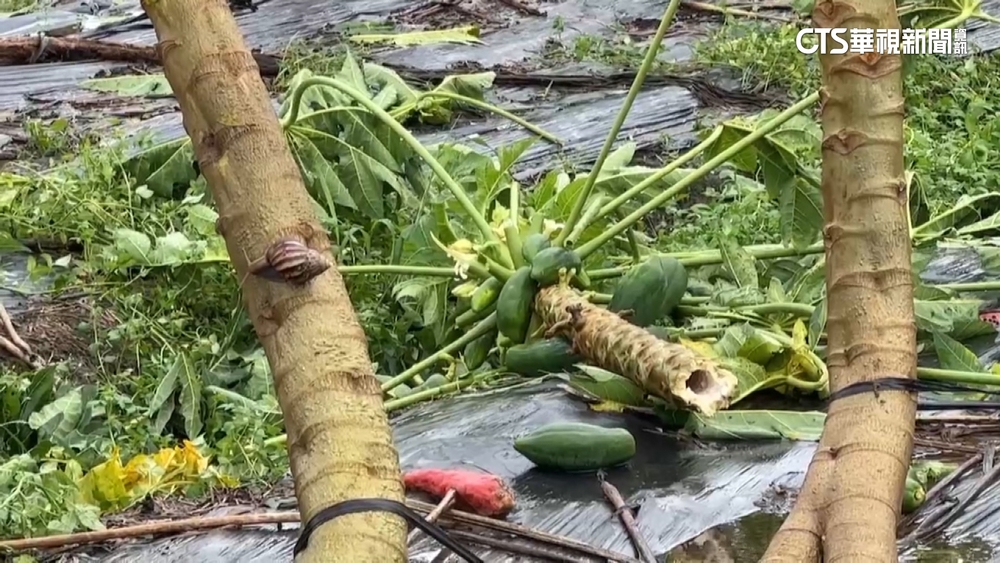 屏東高樹鄉大淹水　「香蕉木瓜落滿地」果農心痛