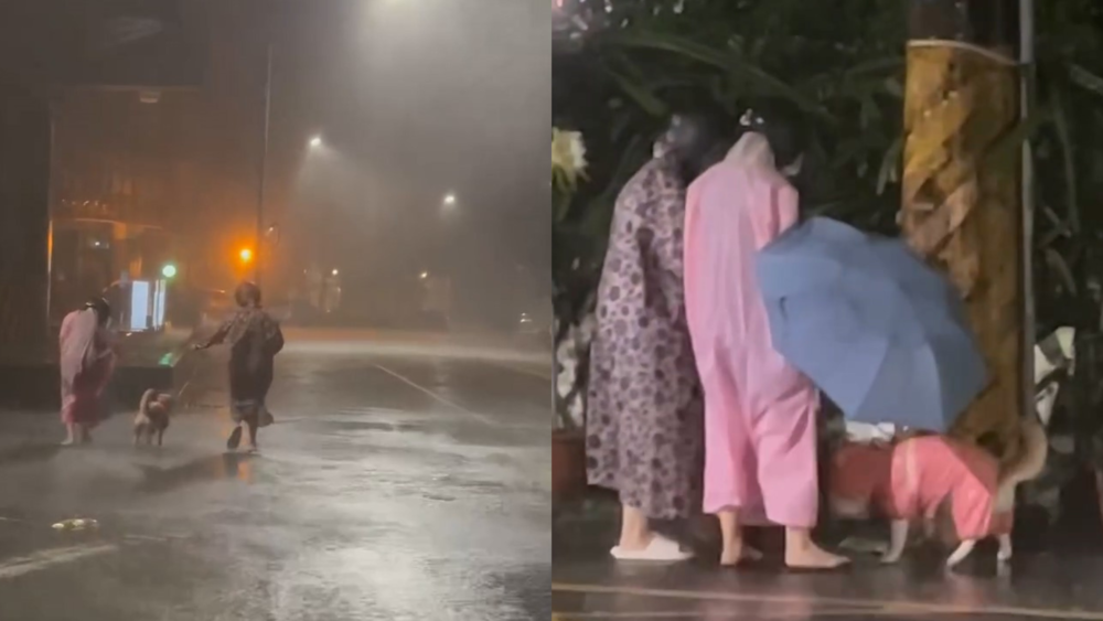 柴柴颱風天堅持巡視尿尿 主人全副武裝護駕　引網笑：支持選里長